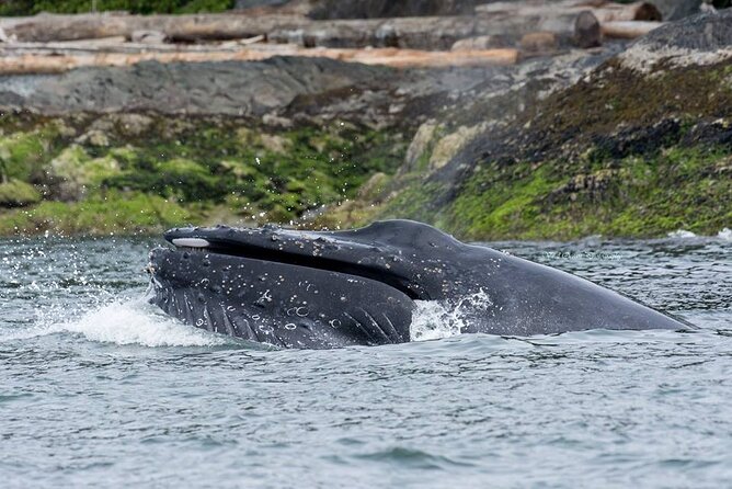 Wild Whale Watching Experience - Open Air Vessel - How the timing feels: why up to five hours still works