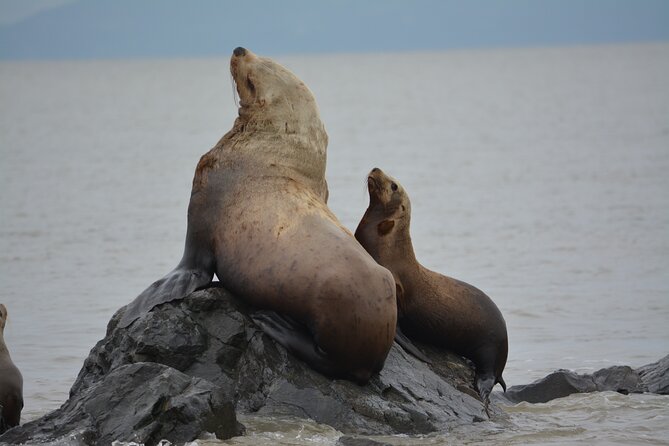 Wild Whale Watching Experience - Open Air Vessel - Weather, waves, and who should think twice